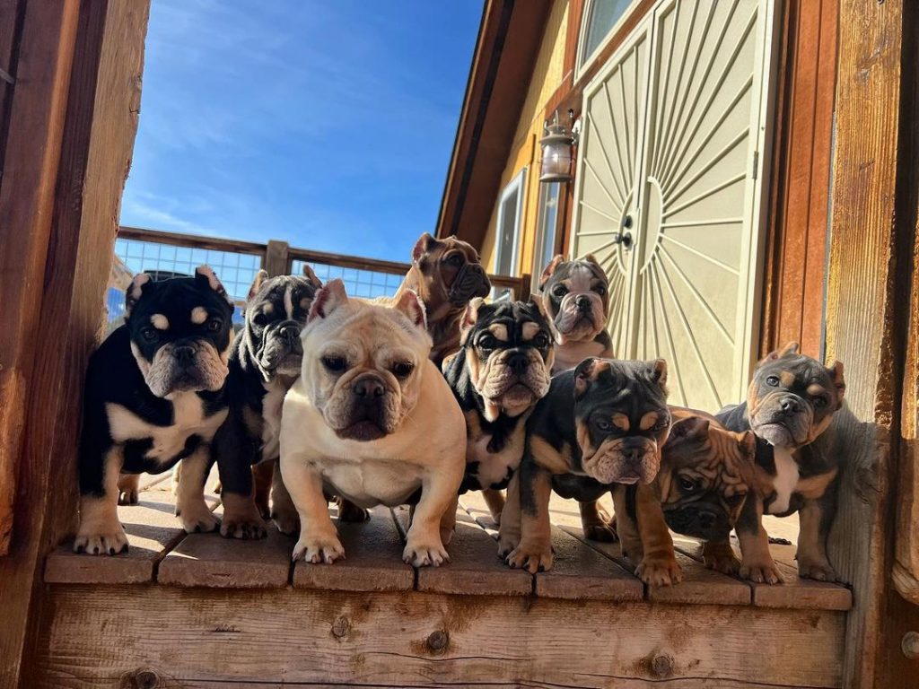 Top 5 Reasons To Consider A Shorty Bull As Your Next Pet