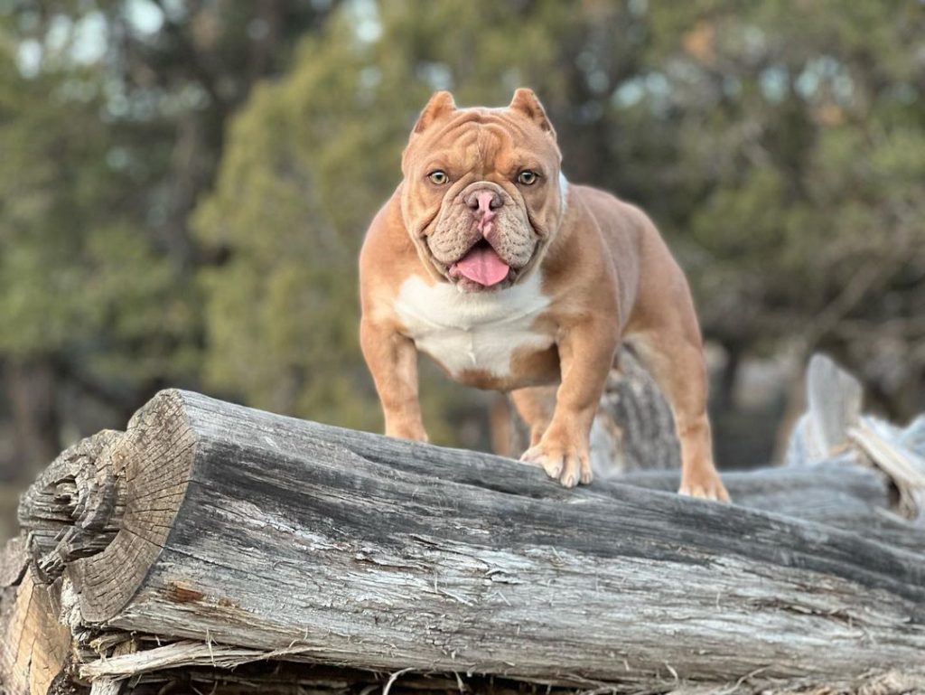 Top 5 Reasons To Consider A Shorty Bull As Your Next Pet 34 shortybull5