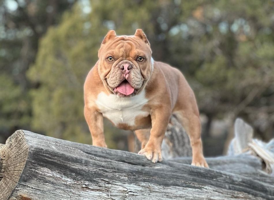 Shorty bull price 2025