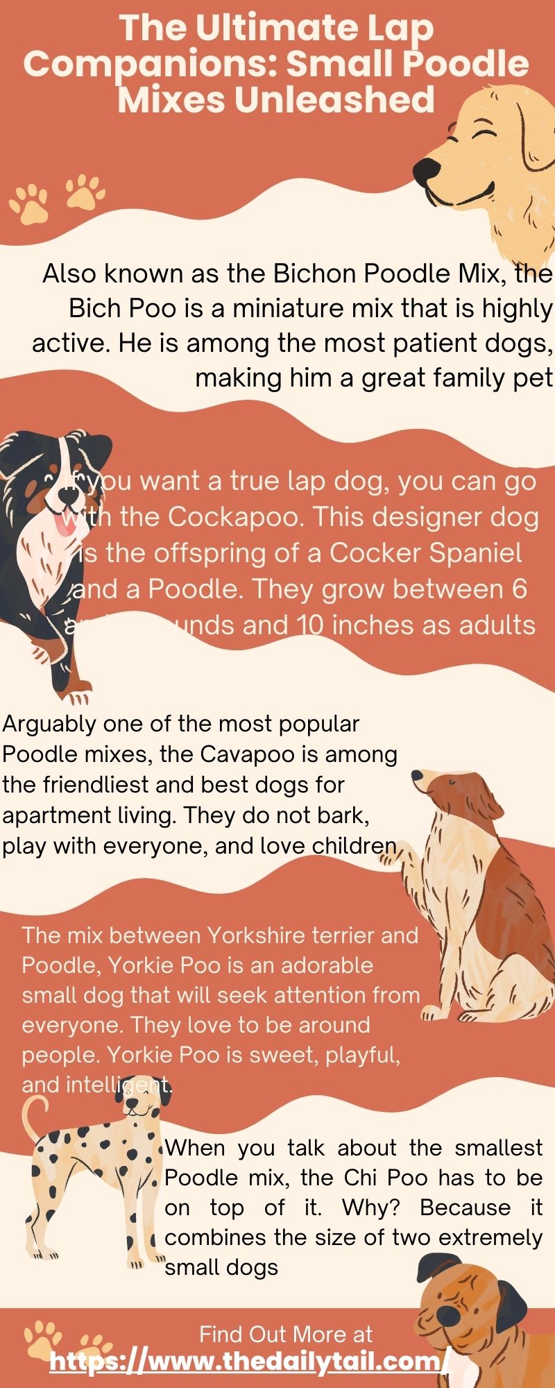 small poodle mixes infographic