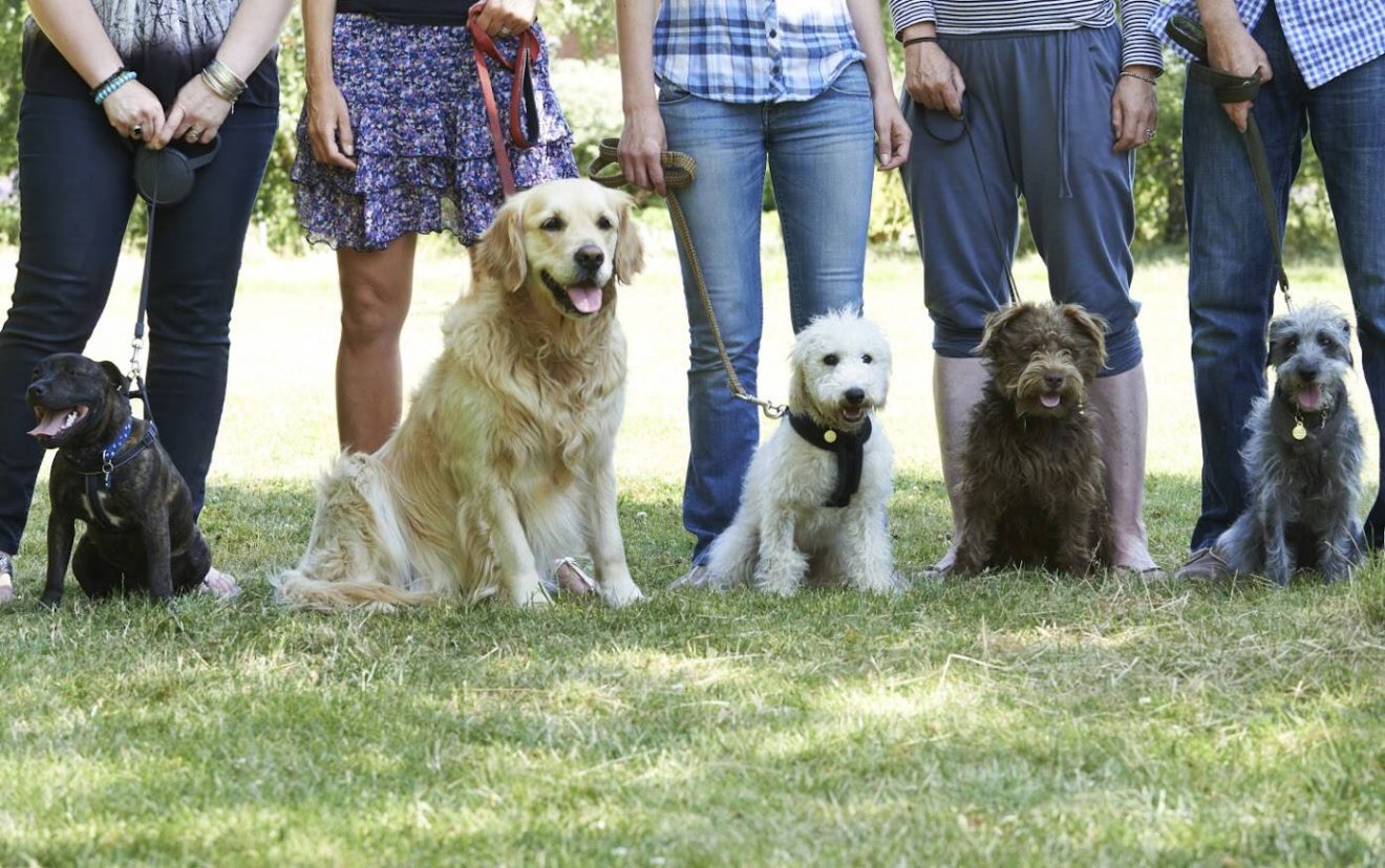 Why Puppy Socialization Classes Are Crucial For Your Furry Friend