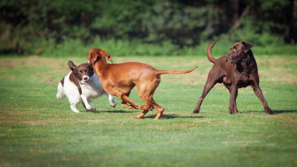 Why Do Dogs Run In Circles? Understanding Dog Zoomies