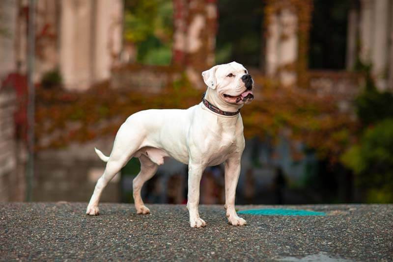 American Bulldog