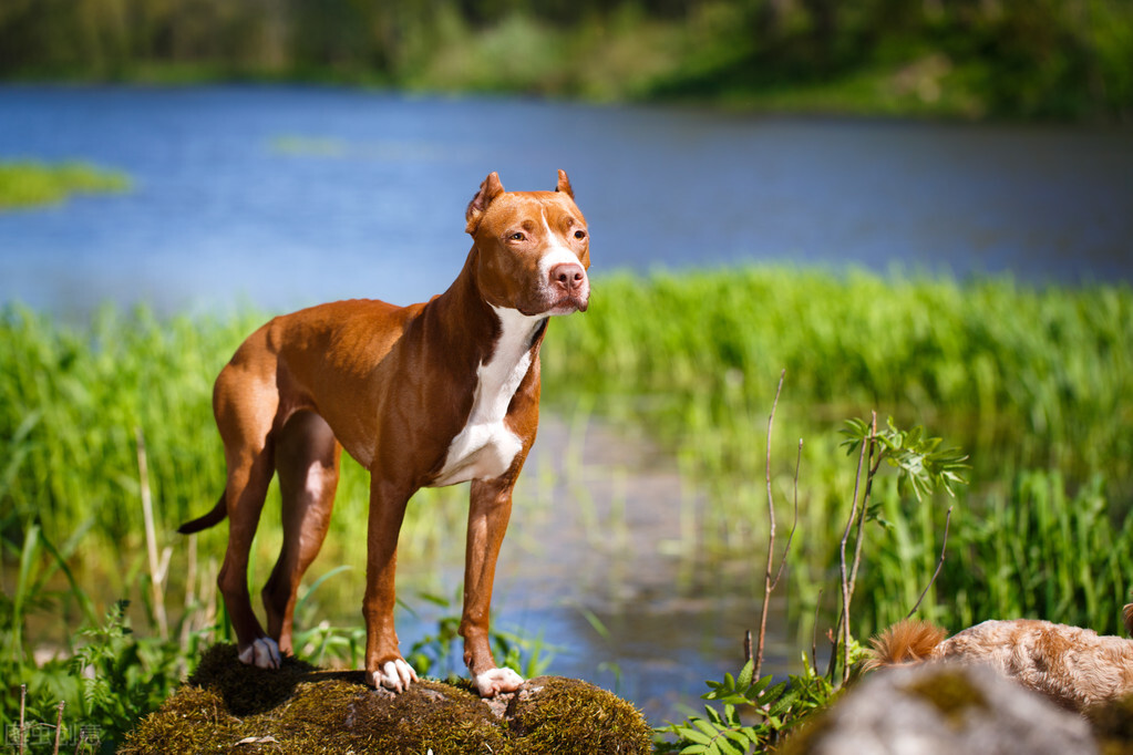 American Pit Bull Terrier