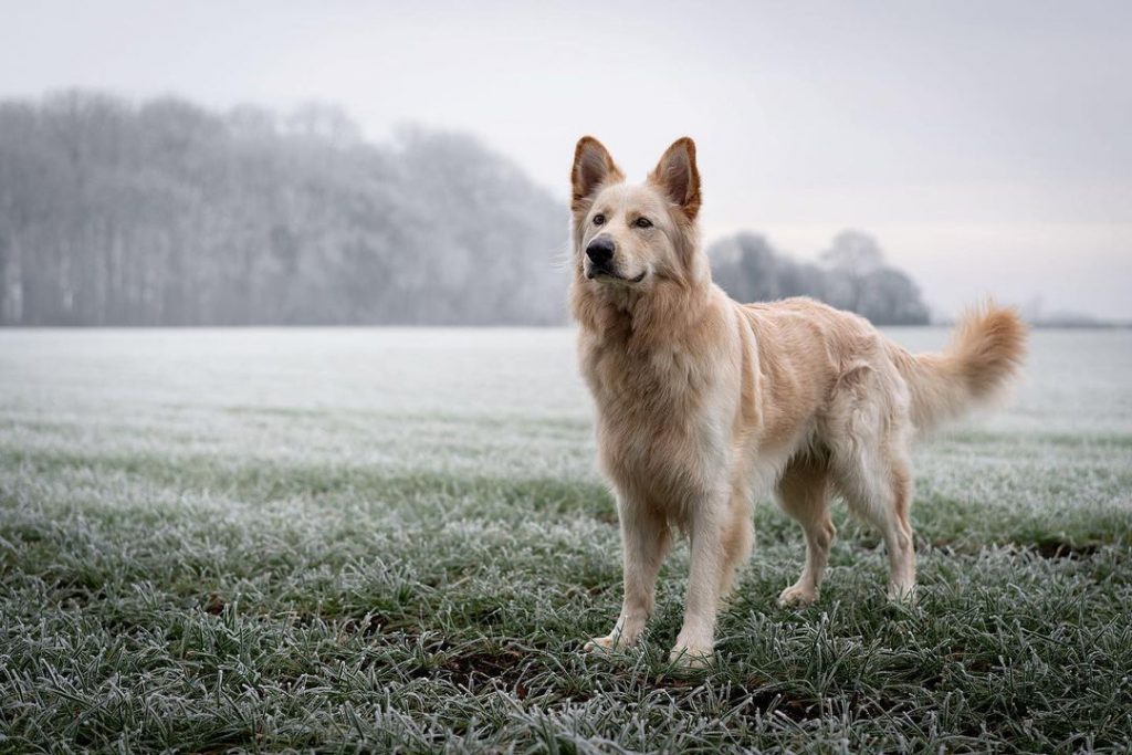 Golden shepherd