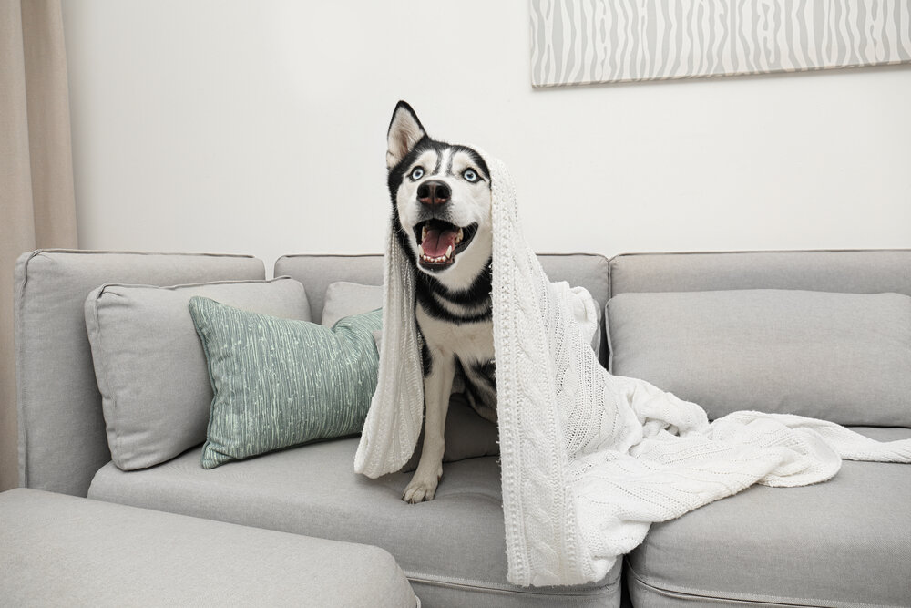 Husky home1