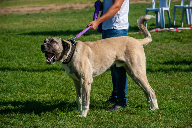 Kangal