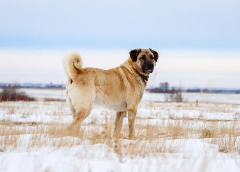 Kangal1 e1687410431679