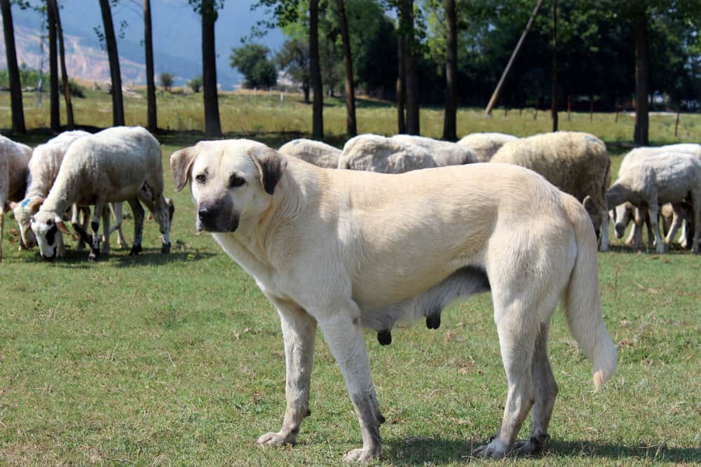 Kangal2