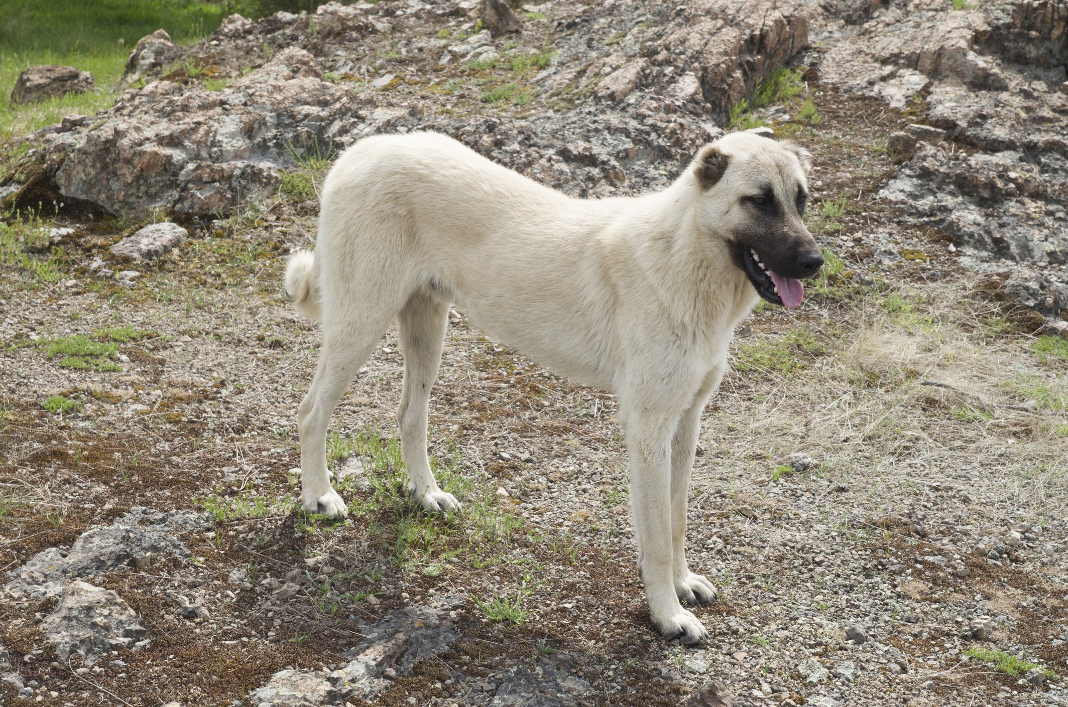 Kangal3