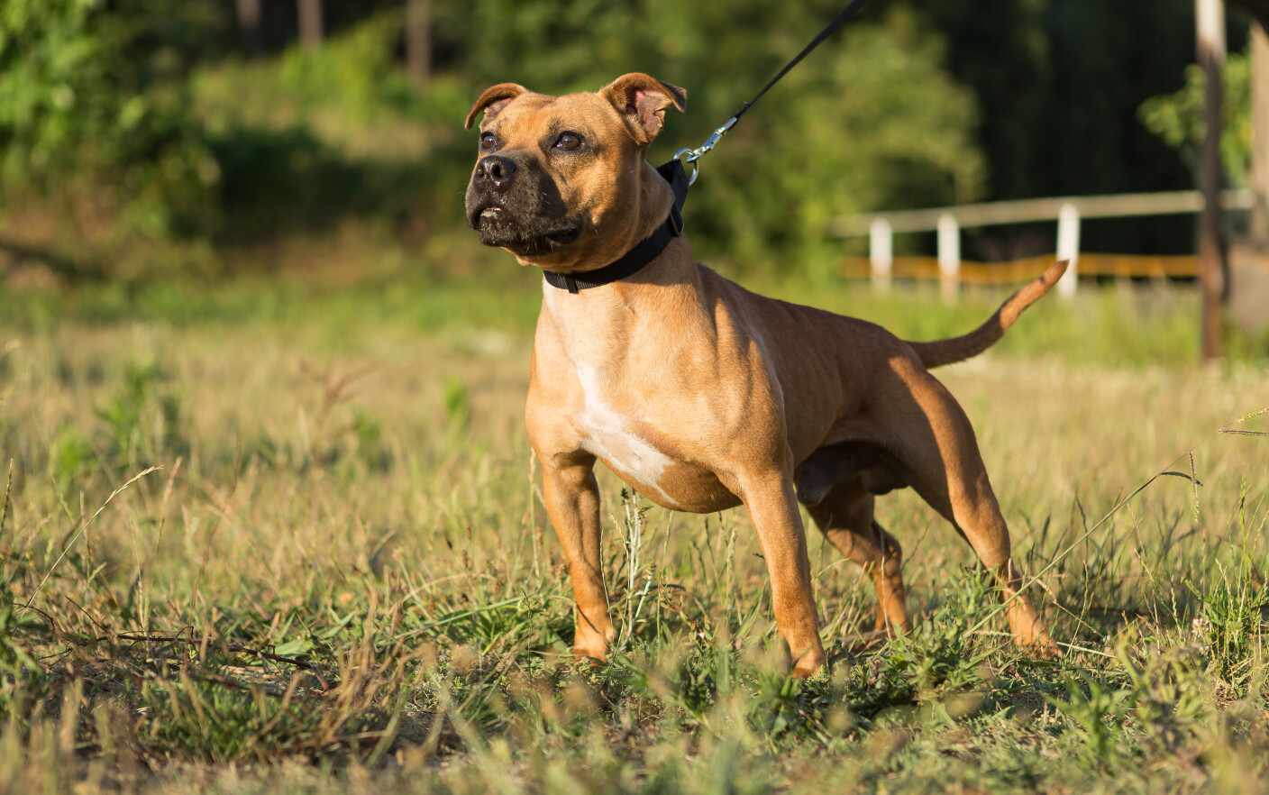 Staffordshire Bull terrier