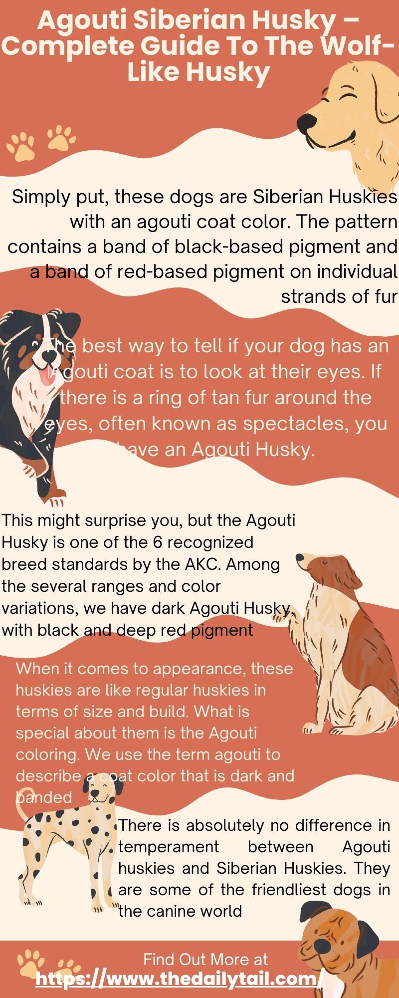 Agouti Siberian Husky – Complete Guide To The Wolf-Like Husky 4 agouti siberian husky infographic