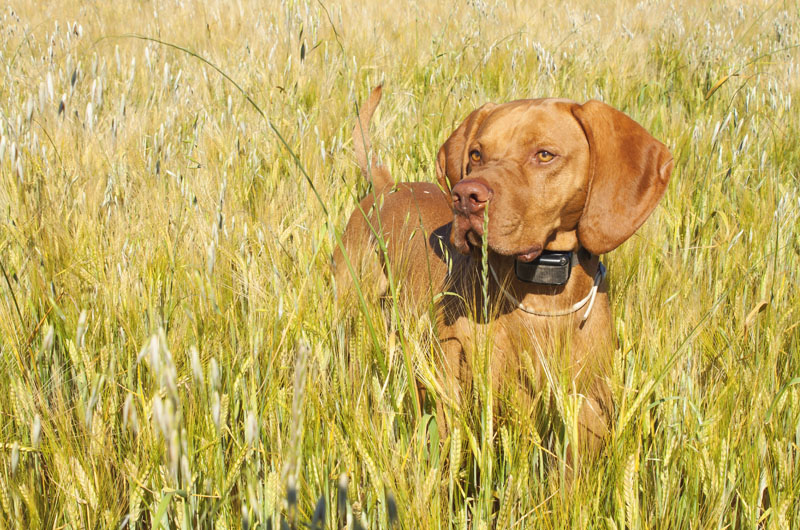 Bark Collar For Large Dogs – How Effective Are They? 8 bark collar1