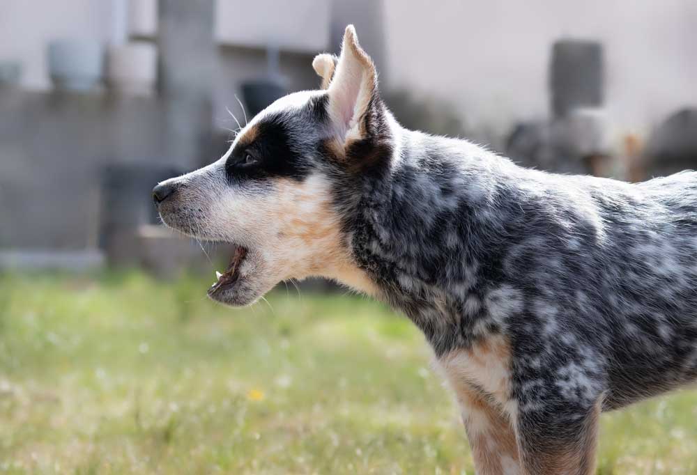 blue heeler barking2