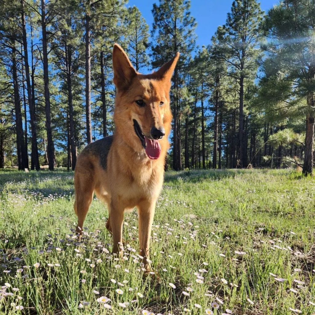 Coyote Dog Mix Your Ultimate Guide To A Wildlife Companion