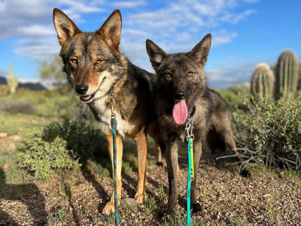 Coyote Dog Mix – Your Ultimate Guide To A Wildlife Companion 15 coyotedog3