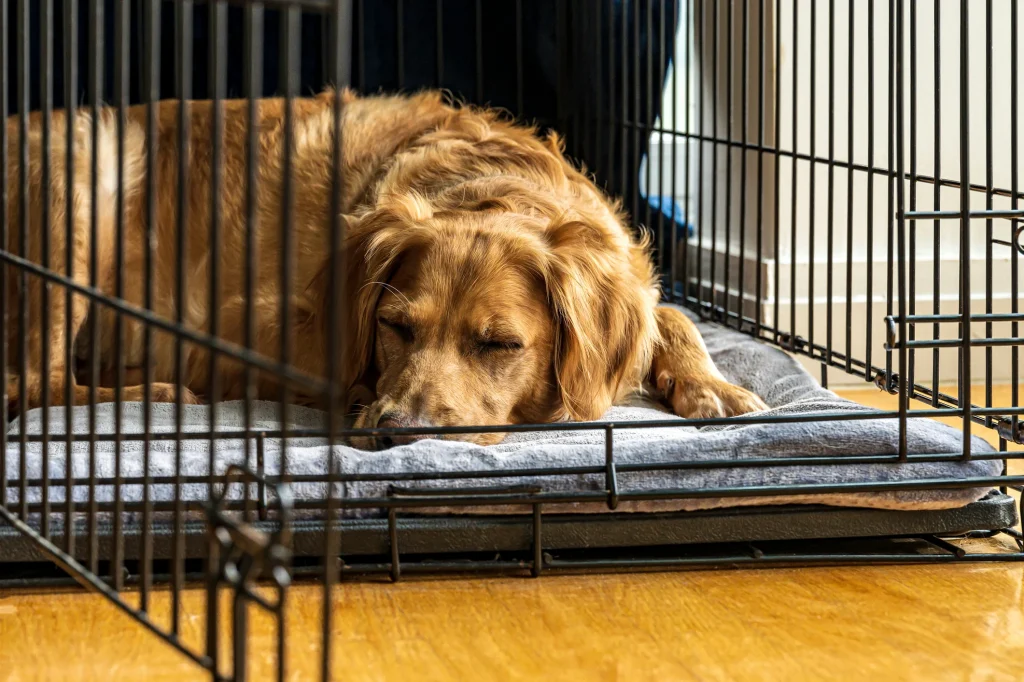 How To Crate Train A Rescue Dog? Biggest Challenges And Solutions 32 crate training dog3