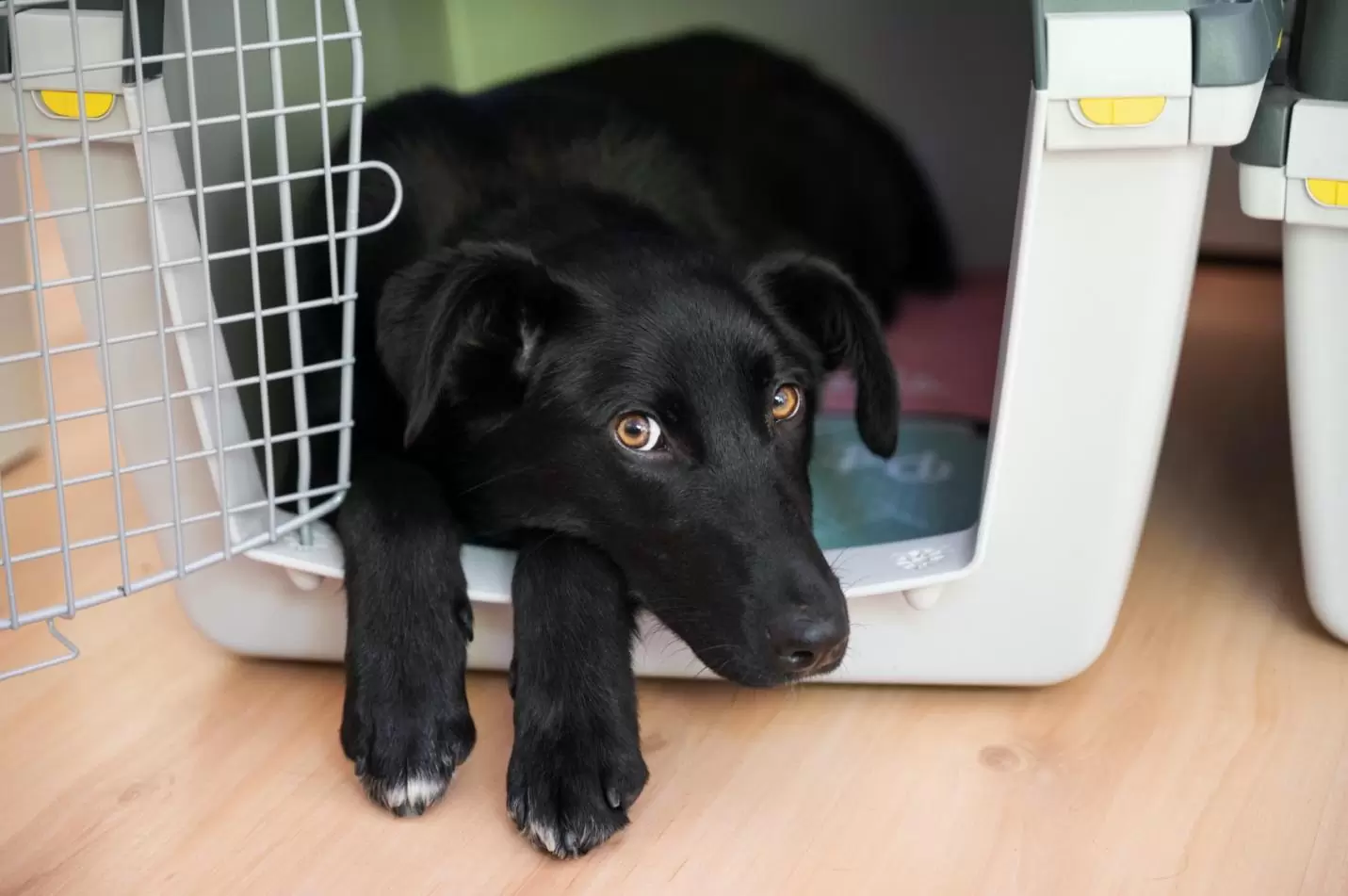 crate training dog4