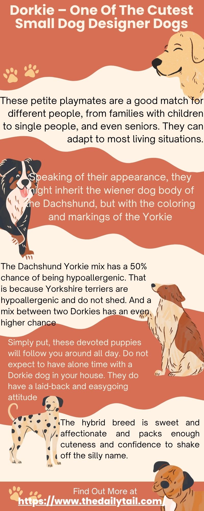 dorkie infographic
