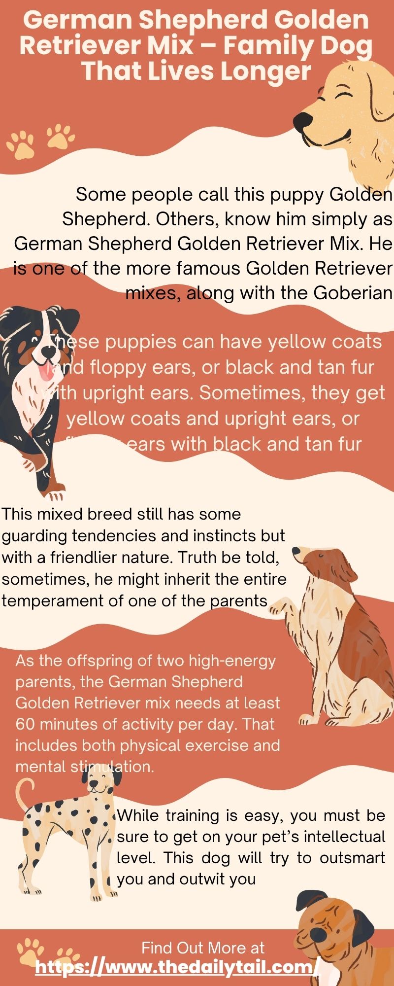german shepherd golden retriever mix infographic
