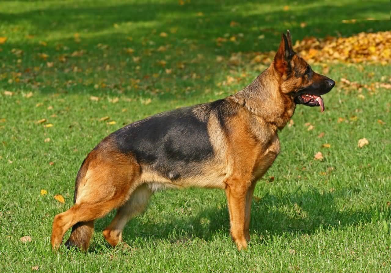 german shepherd