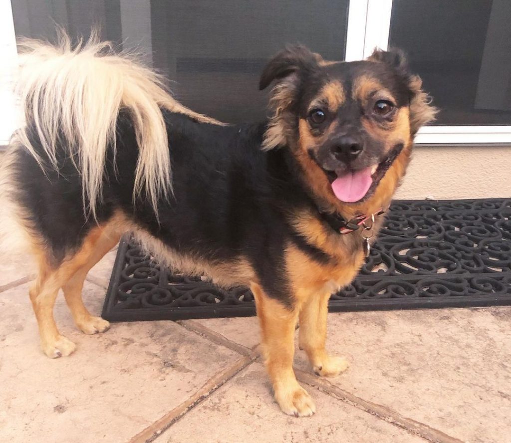 rottweiler-mix-chihuahua