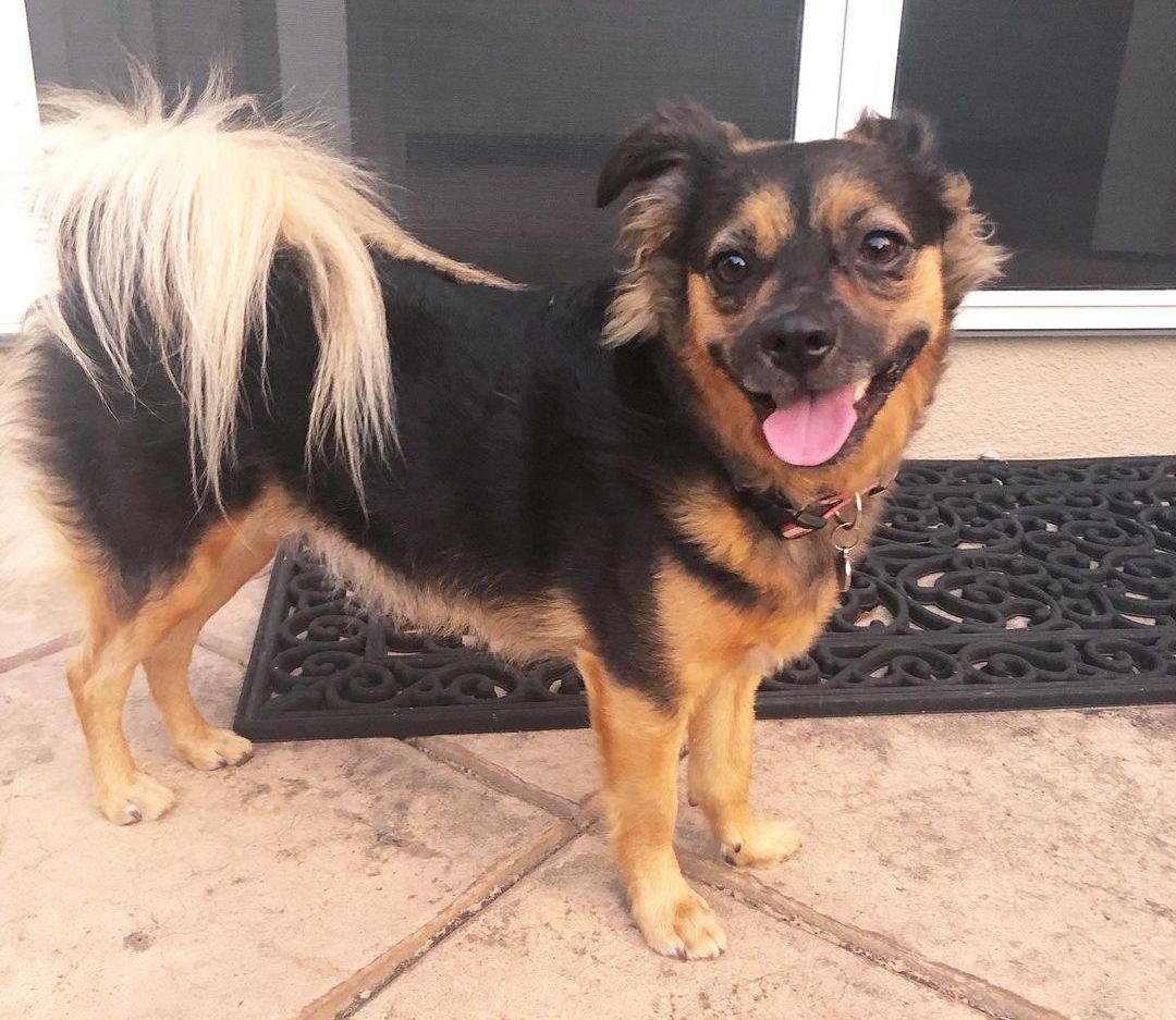 Rottweiler Chihuahua Mix Small Dog With Even Better Guarding Instinct