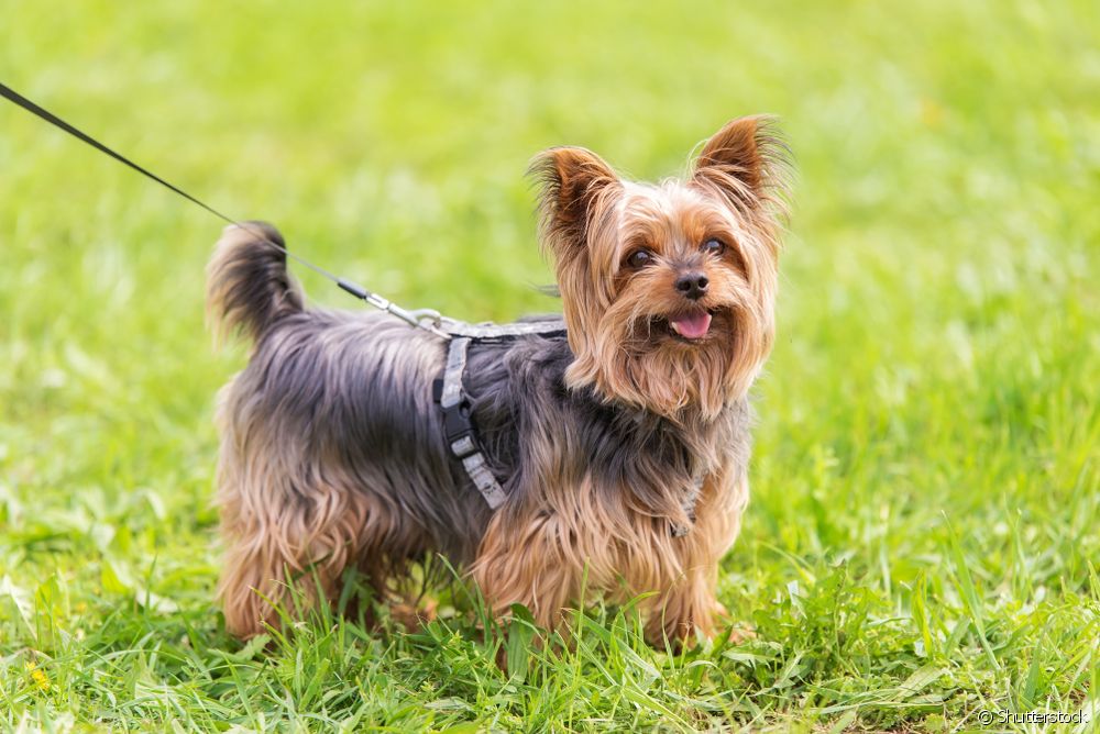 yorkshire terrier 1