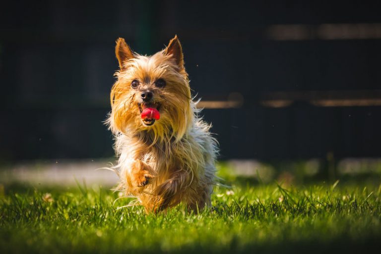 How Long Do Yorkies Live? Make Sure Your Puppy Has A Long Happy Life