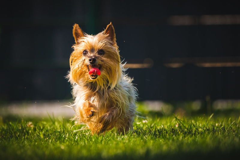 yorkshire terrier4