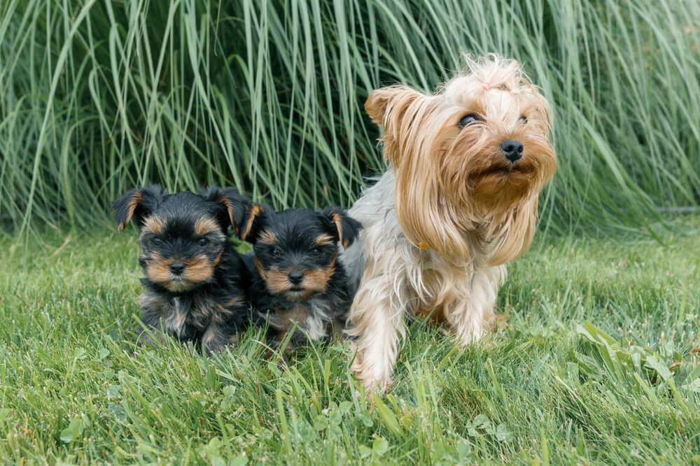 yorkshire terrier5