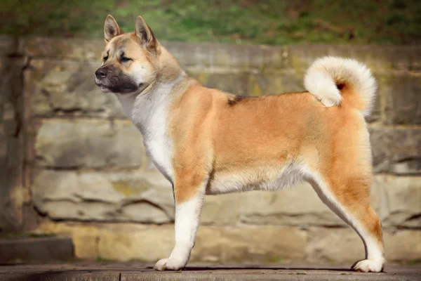 Akita1