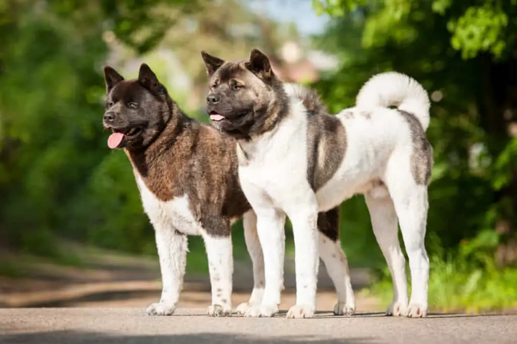 Akita5