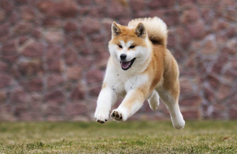 Get To Know The Majestic Akita Dog Breed