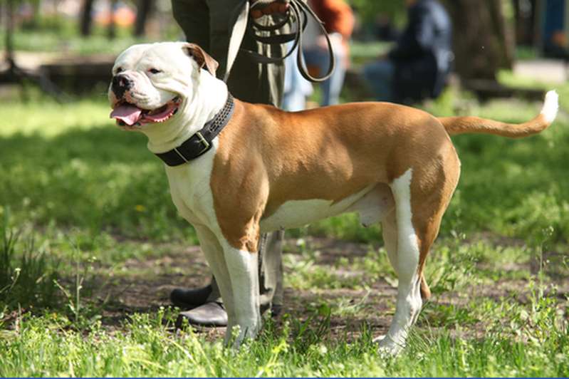 American Bulldog11