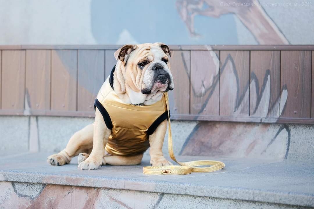 English Bulldogs4