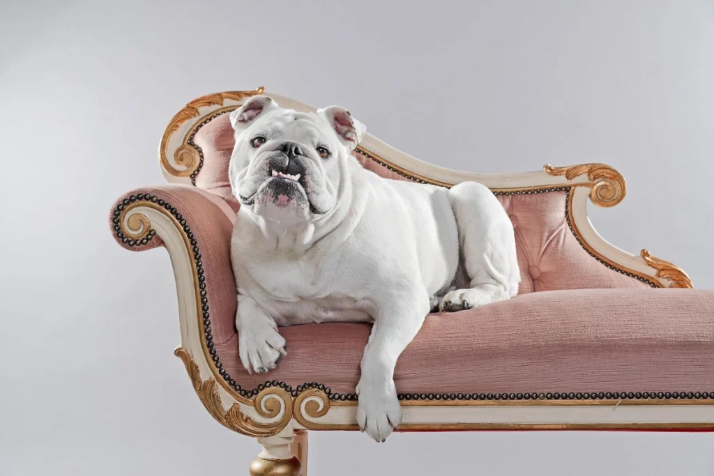 English Bulldogs6