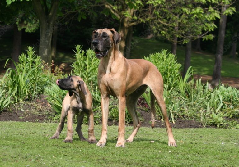 How Tall Do Great Danes Get? The Record Holders In Canine Height!
