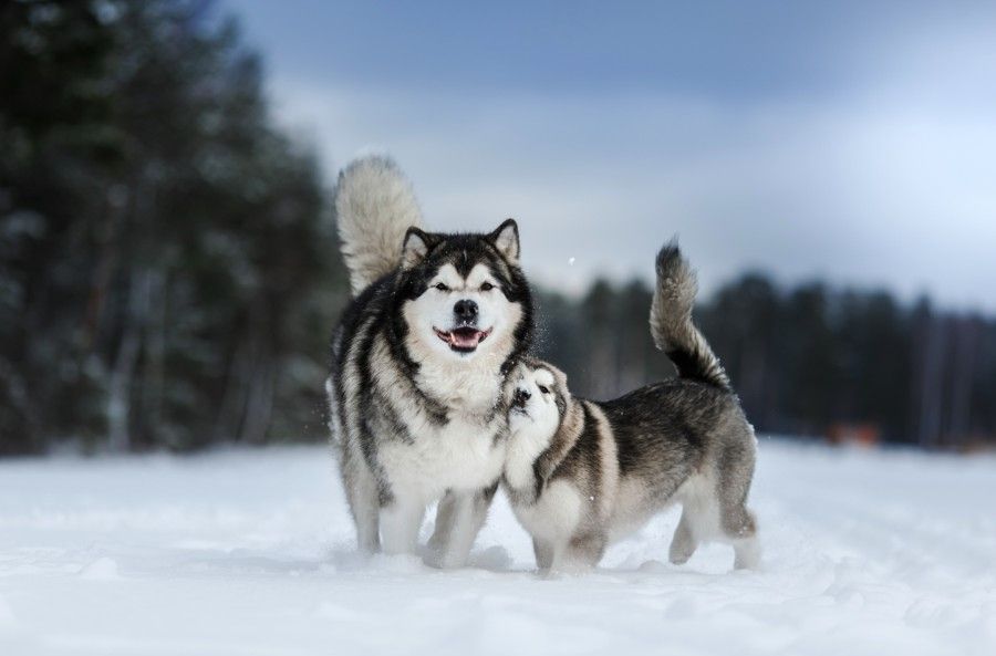 alaskan malamute1