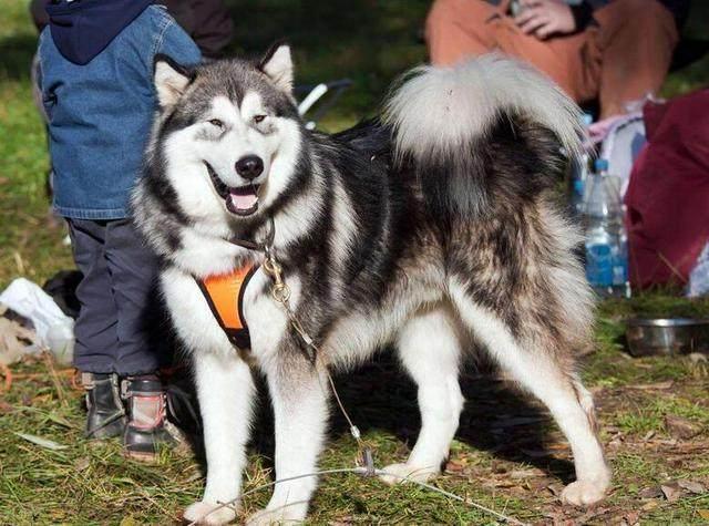 alaskan malamute4
