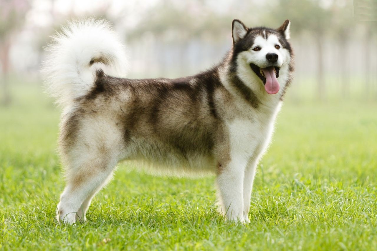 alaskan malamute5