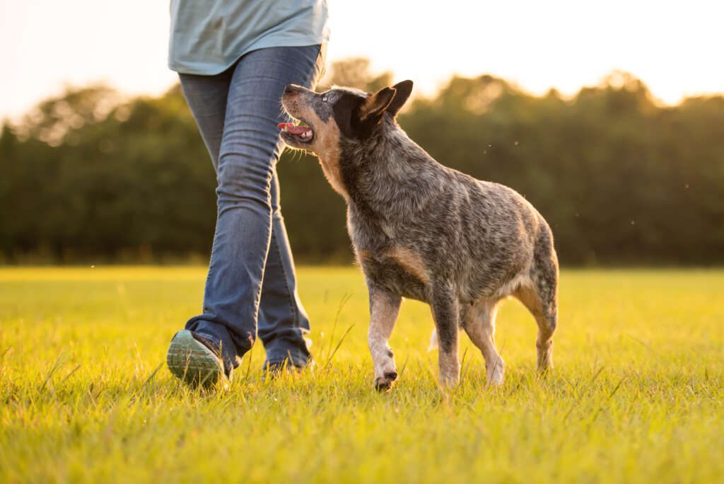 blue heeler australi3