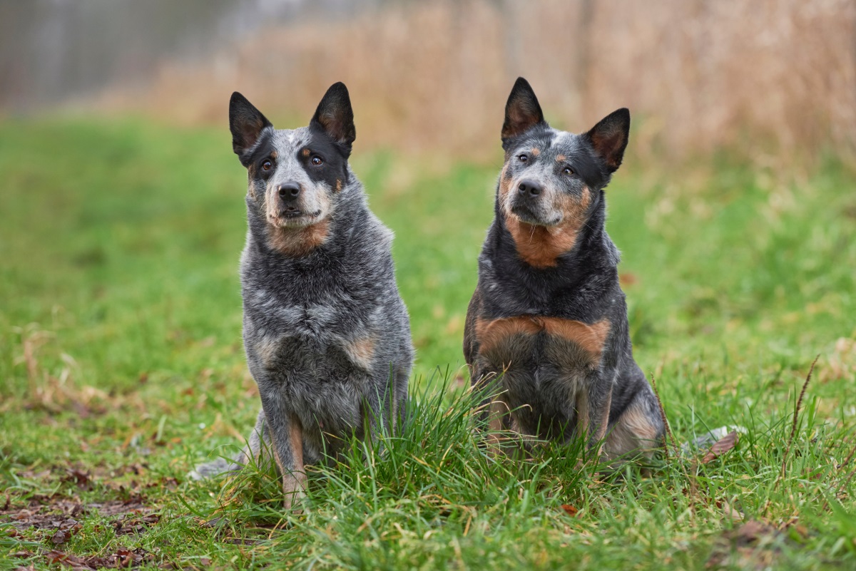 blue heeler australian cattle dog00