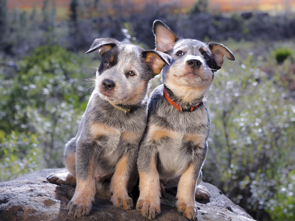 blue heeler australian cattle dog3