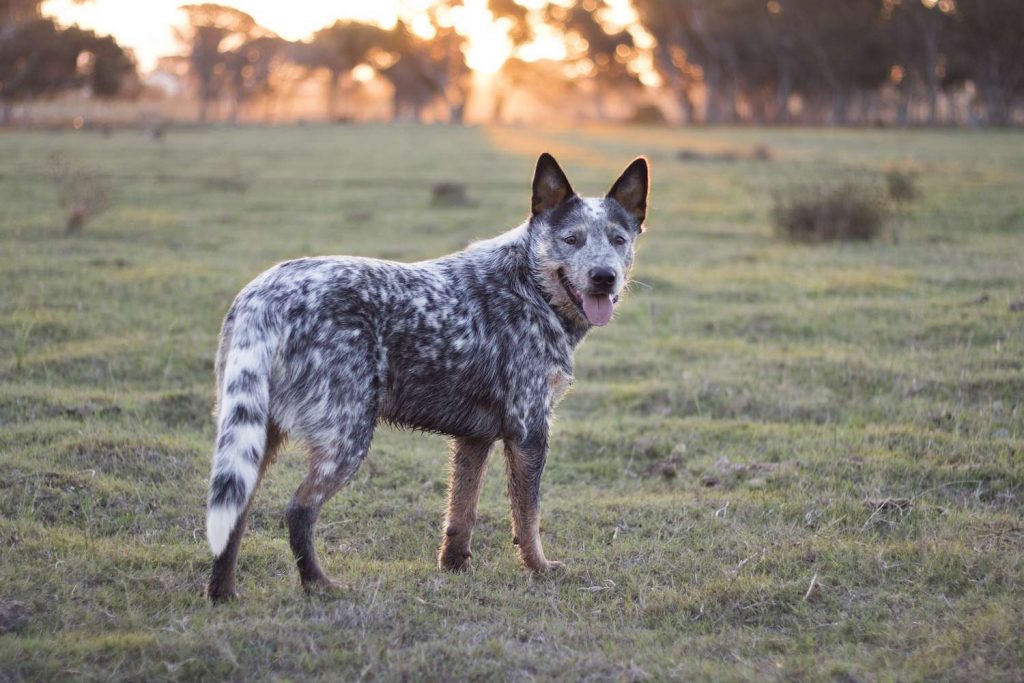 blue heeler australian cattle dog8