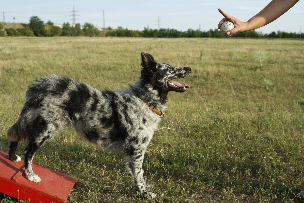 blue heeler australian5 e1688414428168