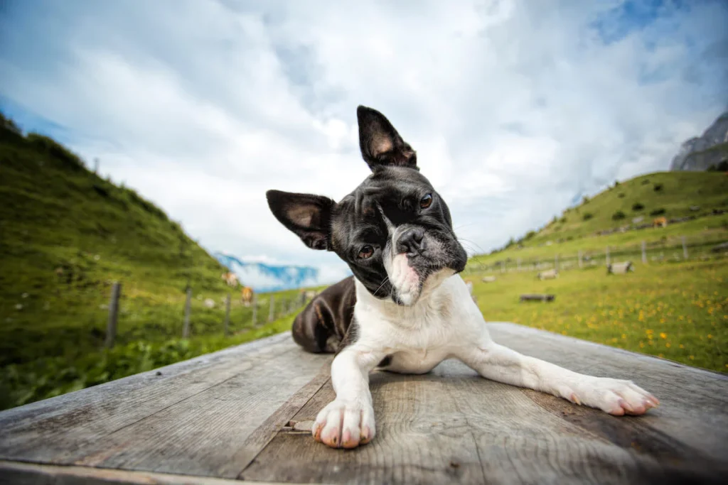 High Energy, High Reward: Understanding the Unique Needs of Terrier Breeds 19 boston terrier1