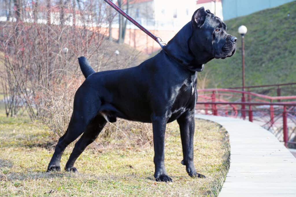 cane corso