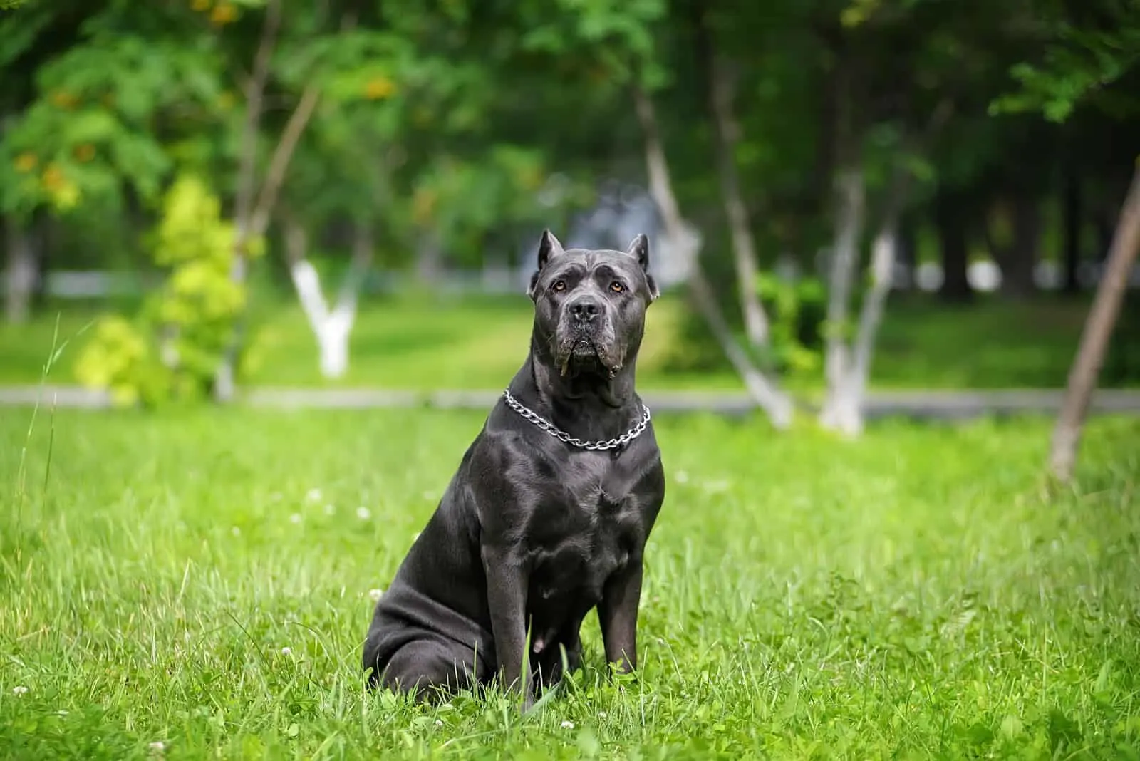 cane corso1