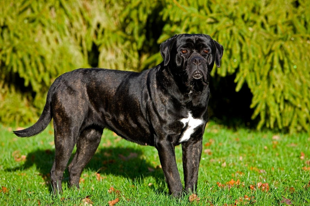 cane corso3